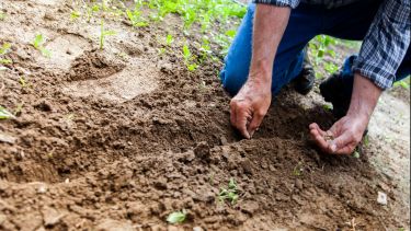Soil 