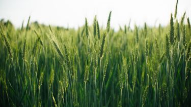 Wheat