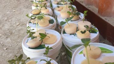 Plants grown in foam at Zaatari refugee camp