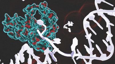 A flap endonuclease about to trim a piece of branched DNA