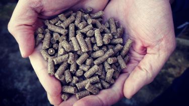 Two cupped hands holding animal feed