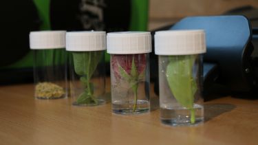 Plant samples