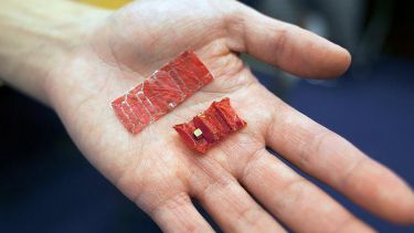 An ingestible robot held in someone's hand. It is small and red.