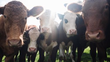 Stock image of a herd of cows bowing their heads towards the camera