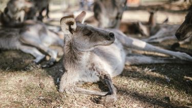stock image of kangaroo lying in a dry field