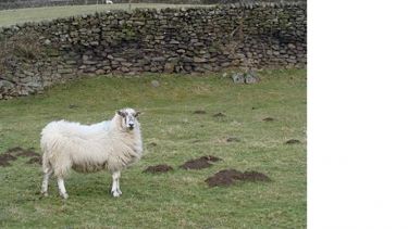 A sheep standing in a field
