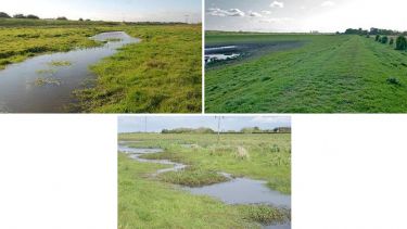 Three images of wetlands at Fishlake. It's very green there.
