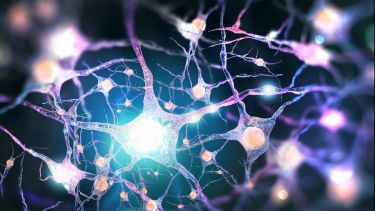 Neural Network