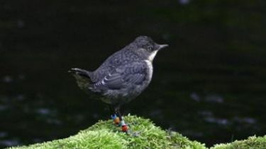 A colour-ringed dipper in Sheffield