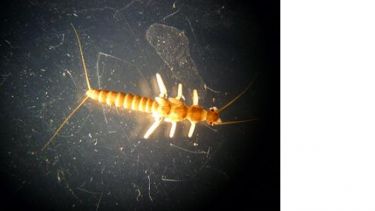 Photo of a stonefly larvae