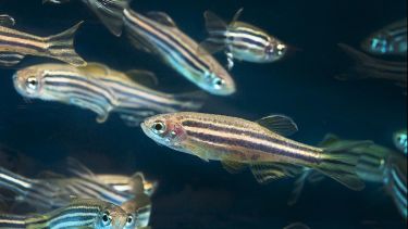 Family of Zebrafish
