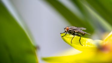 A fly on a flower