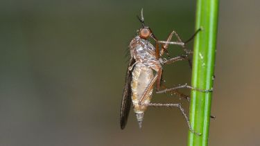 A fly on a plant