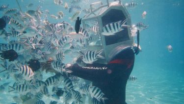 Zebrafish being fed