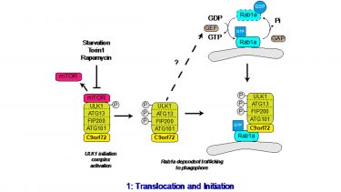 C9orf72 regulates the Rab1a dependent trafficking of the ULK1 complex.