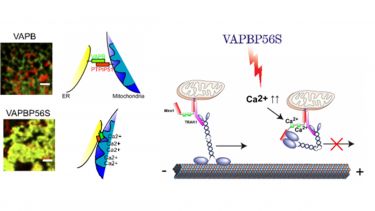 VAPBP56S disrupts axonal transport.