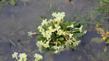 Primula flowers