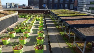 Rooftop garden