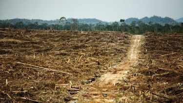 Dirt track through a deforested area