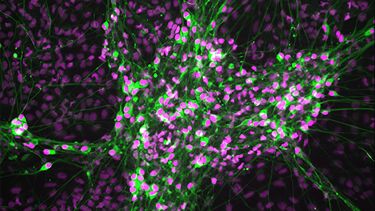 Neurons