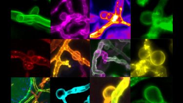 Scientific image