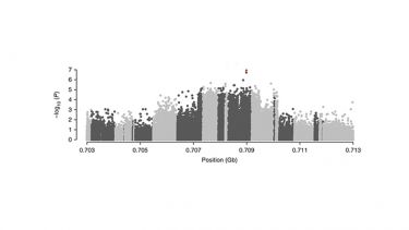 GENABEL – for genome-wide association studies