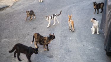 S group of stray cats in the street