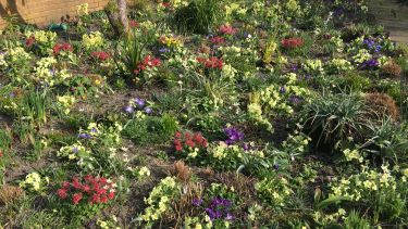 Professor James Hitchmough's garden