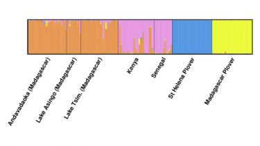 STRUCTURE - estimating and visualising genetic clusters