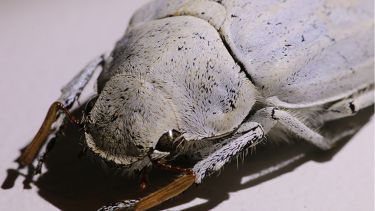 Close up photo of an ultra-white beetle showing definition of their scales