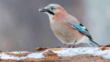 Photo of jay bird standing on a snowy branch