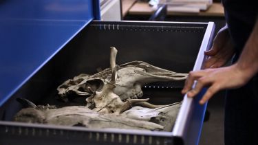 Zooarchaeology Laboratory - Reference Collection | Archaeology | The  University of Sheffield