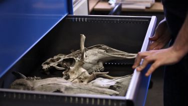 Zooarchaeology Laboratory - Reference Collection | Archaeology | The University of Sheffield Zooarchaeology Laboratory - Reference Collection | Archaeology | The University of Sheffield