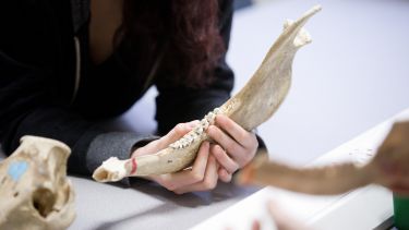 Closeup of student holding animal Jawbone