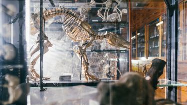 Animal skeleton at the Alfred Denny museum