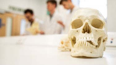 Skull on a lab table