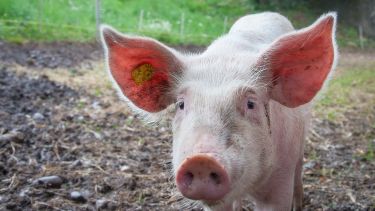 A young pig in a sty