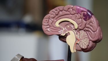 A plastic model of the brain anatomy