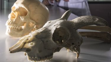 A human and a goat skull in the lab
