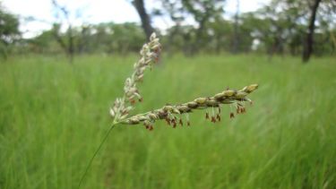 A plant