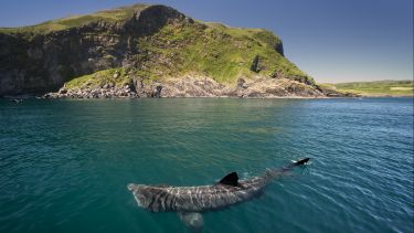 Basking shark off the coast of Ireland
