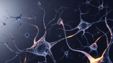 Nerve neurons