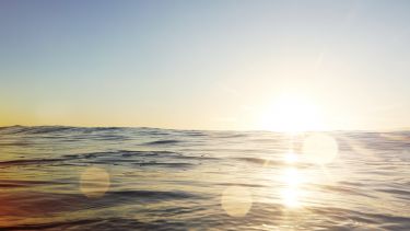 New research reveals how proteins that harvest and use sunlight are organised by the most abundant organism in the world