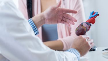 Cardiologist gestures to model of a human heart