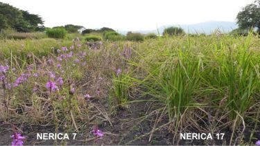 Field trial of Striga-resistance