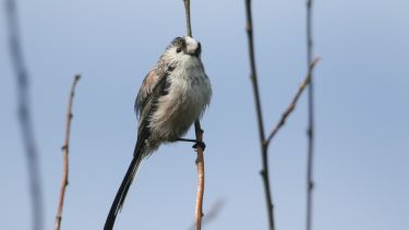 Long-tailed tit (Aegithalos caudatus)