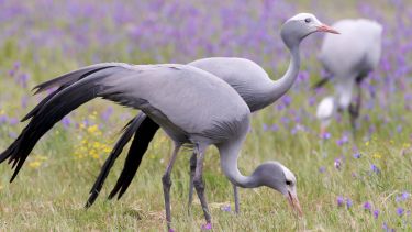 Blue cranes.
