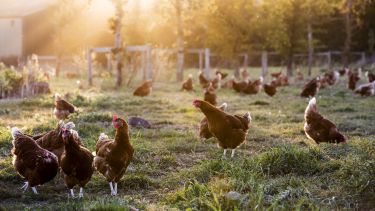 Chickens roaming in a field.
