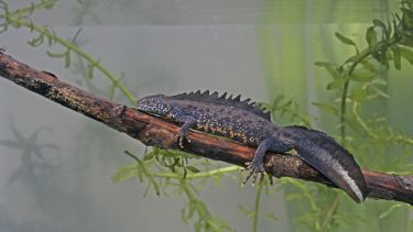 Great crested newt (Triturus cristatus)