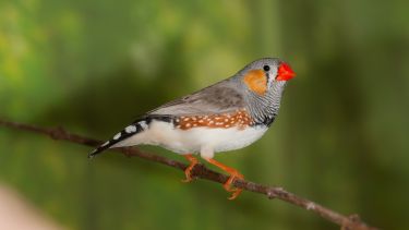 Male zebra finch.